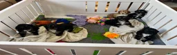 Cockapoo dogs for sale: F1 cockapoos 1 boy still available  - Advert 8