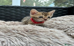 Bengal cats for sale: ❤️ PURE BENGAL KITTENS FOR RESERVATION! ❤️ in Birmingham - Image 11