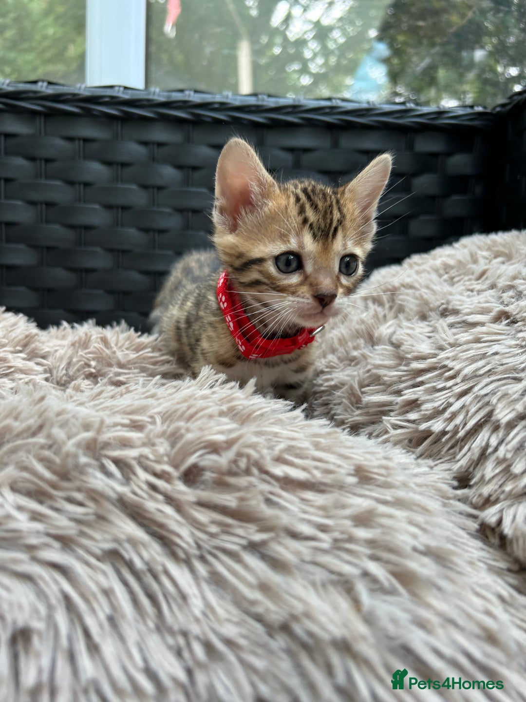 Bengal cats for sale: ❤️ PURE BENGAL KITTENS FOR RESERVATION! ❤️ in Birmingham - Image 11