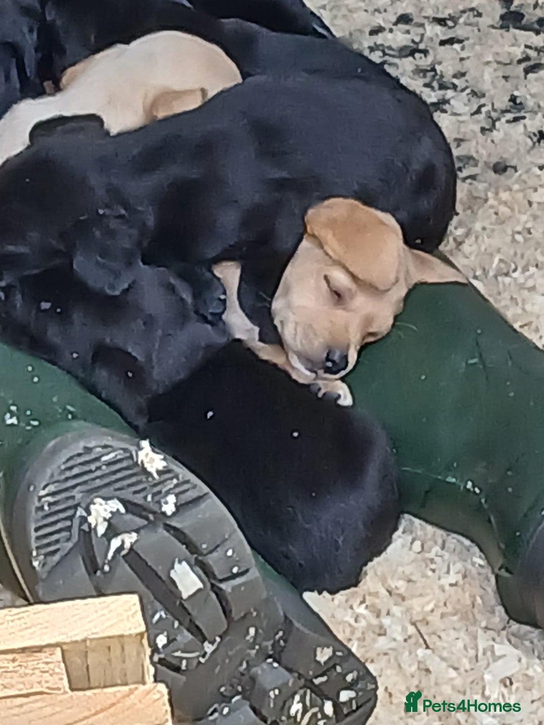 Cockerdor dogs for sale: Gorgeous cockador Puppies - Image 20