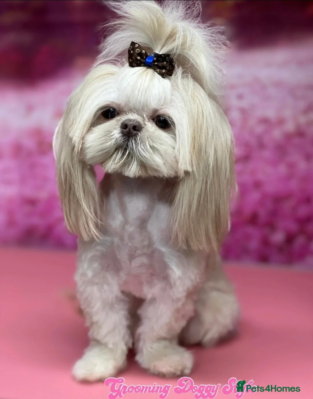 Shih Tzu dogs for stud: LAVENDER Tiniest lavender stud in Wales  in Cardiff - Advert 2