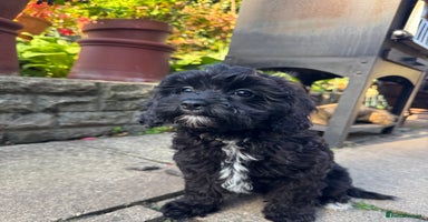 Cavapoo dogs - Advert 12