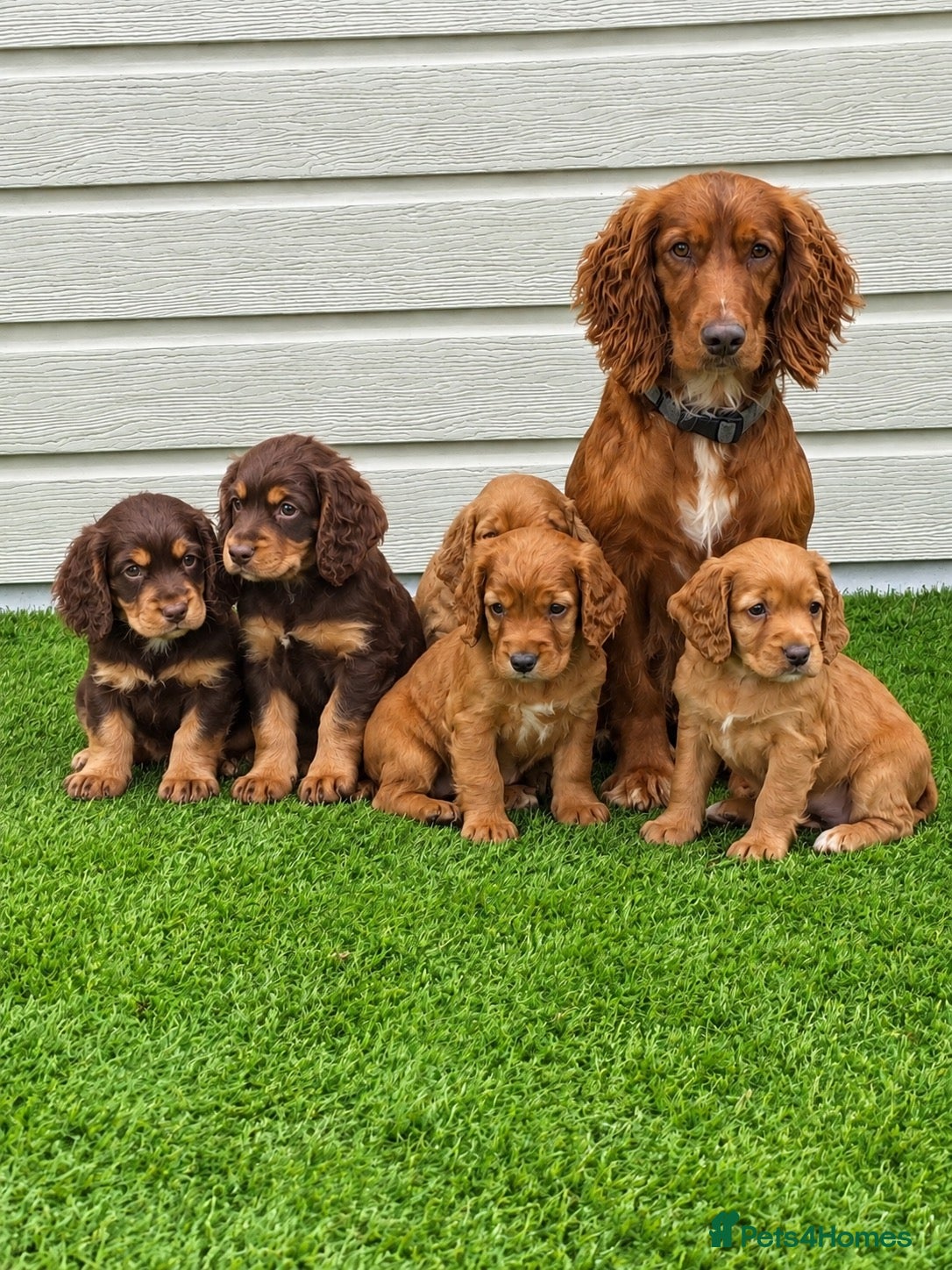 Cocker Spaniel dogs  🐾 KC Registered Cocker Spaniel Puppies - Advert 1