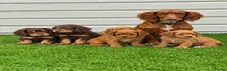 Cocker Spaniel dogs for sale:  🐾 KC Registered Cocker Spaniel Puppies - Advert 1