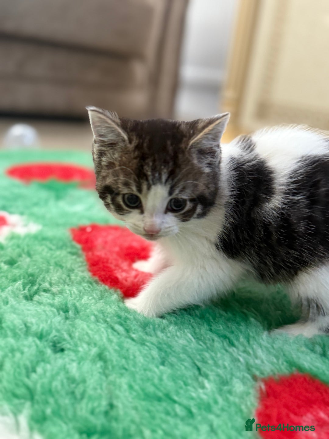 Mixed Breed cats for sale: Beautiful kittens for sale  - Advert 4