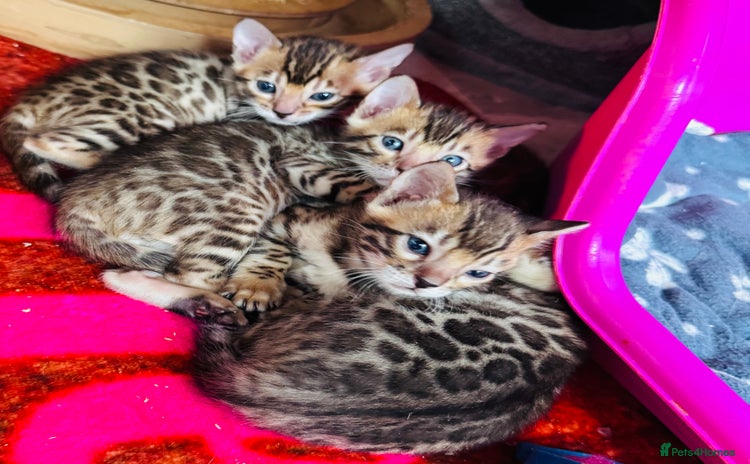 Bengal cats - Advert 5