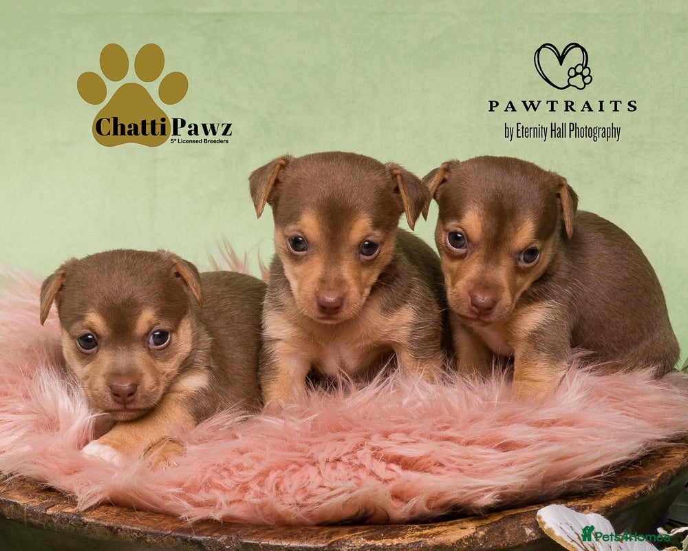 Jack Russell dogs Mini Jack Russell pups  - Advert 2