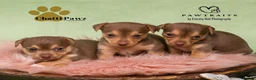 Jack Russell dogs for sale: Mini Jack Russell pups  in Chatteris - Advert 8