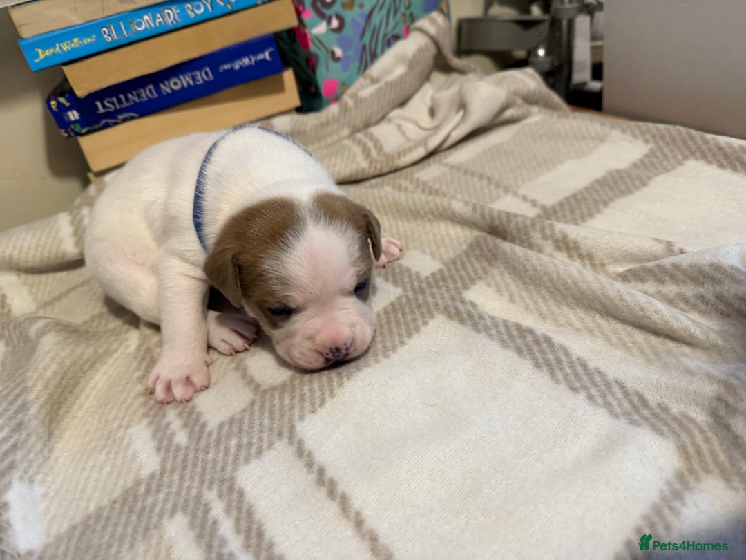 Mixed Breed dogs for sale: Staffie cross American bulldog chunky puppy’s  - Image 5