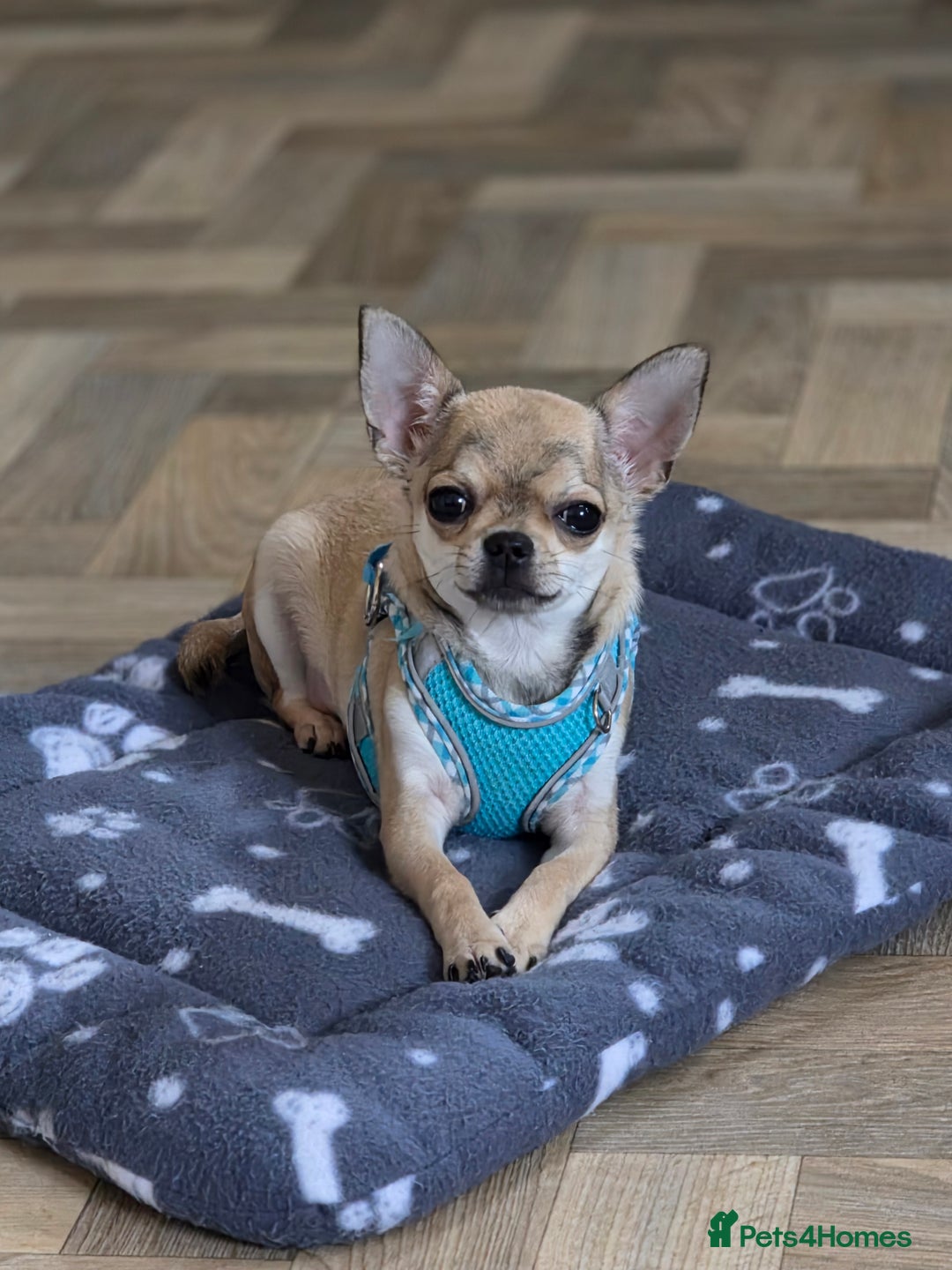 Chihuahua dogs for sale: 🌟 KC Registered 🌟 Smooth Sable Chiuahua 🐕 - Advert 5