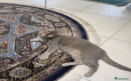 Mixed Breed cats for adoption: ASH -BRITISH SHORT HAIR? AFECTIONATE-BOY NEUTERED  - Image 5