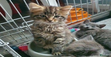 Mixed Breed cats - Advert 4