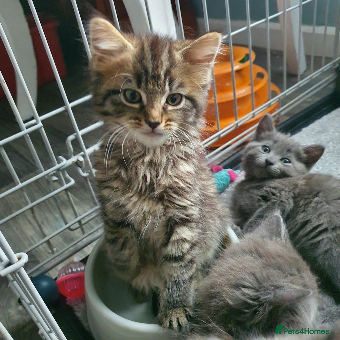 Mixed Breed cats for sale: Six gorgeus kittens  - Image 2