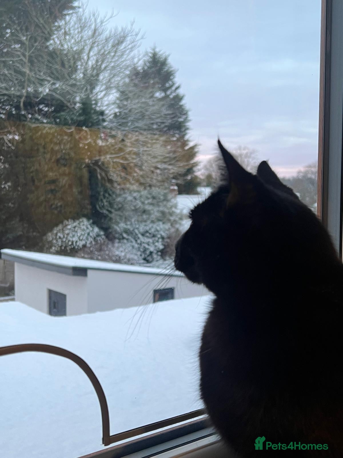 Domestic Shorthair cats for sale: Muffin  - Advert 6