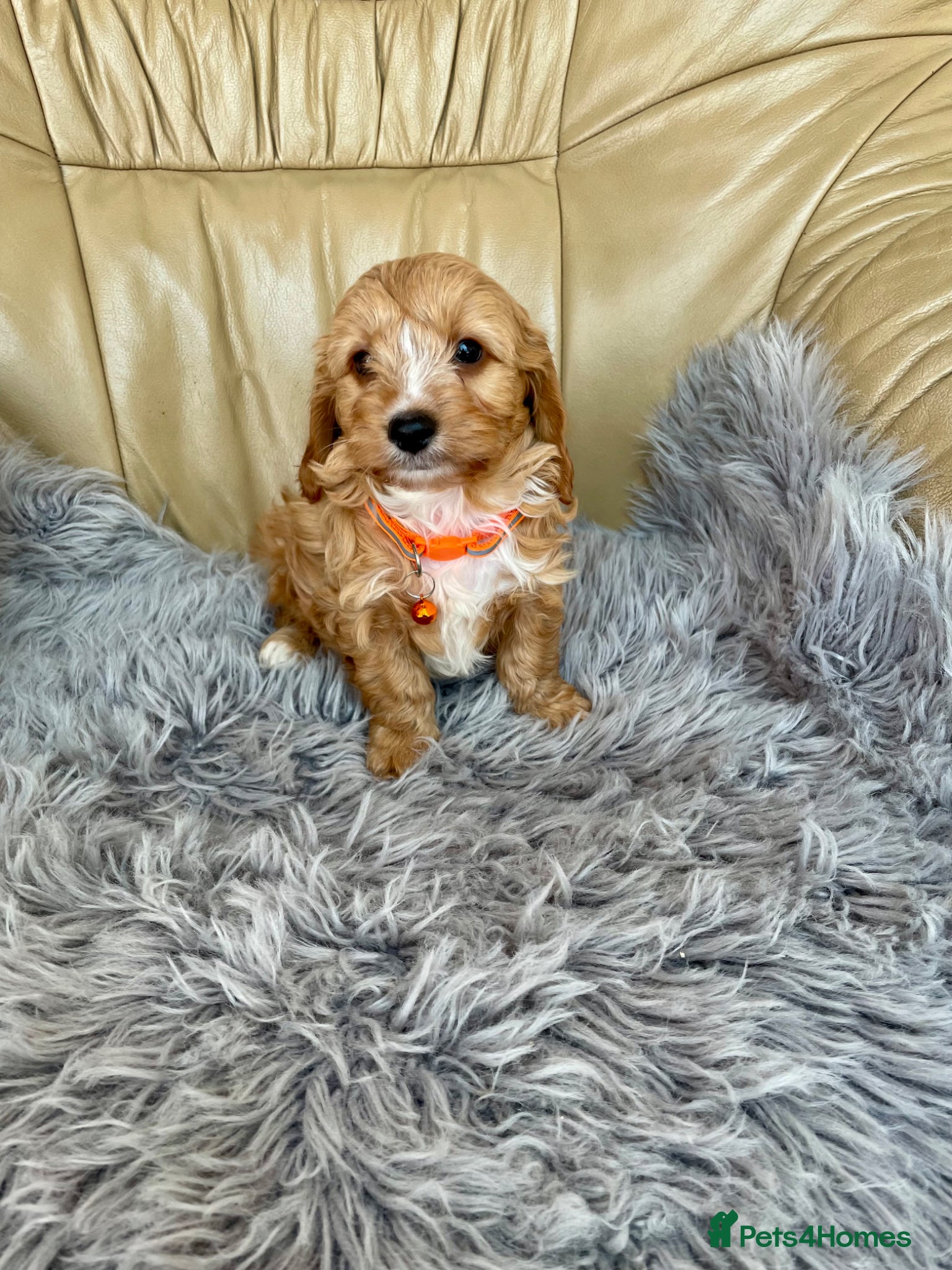 Cavapoochon dogs Boy and girls available  - Advert 1