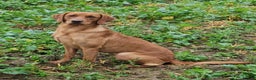 Labrador Retriever dogs for sale: STUNNING RED FOX LABS AVAILABLE 9TH JAN - Advert 1