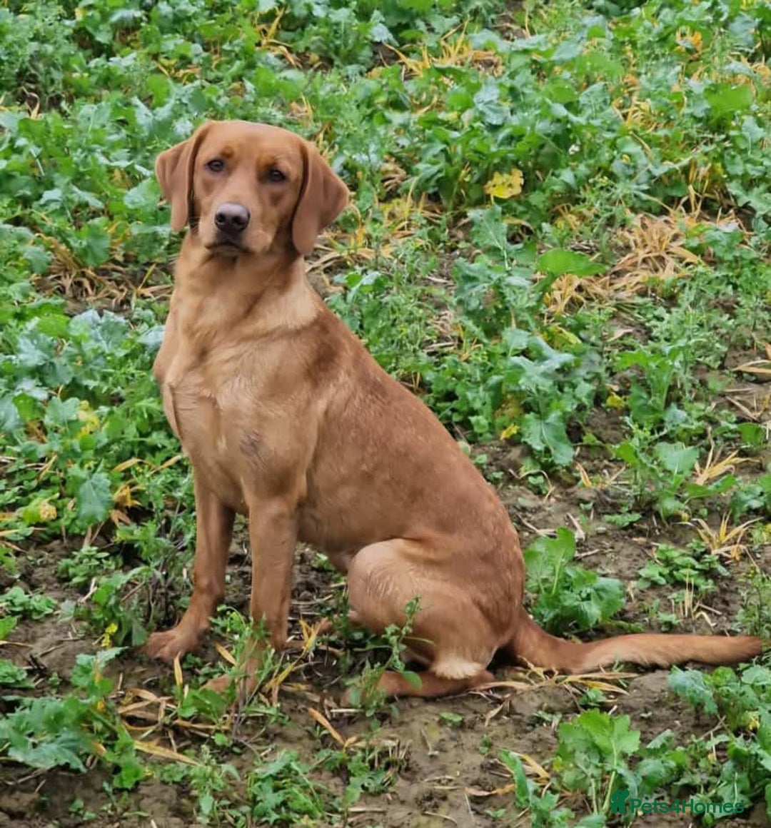 Labrador Retriever dogs for sale: STUNNING RED FOX LABS AVAILABLE 9TH JAN - Advert 1