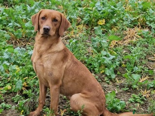 Labrador Retriever dogs STUNNING RED FOX LABS AVAILABLE 9TH JAN - Advert 1
