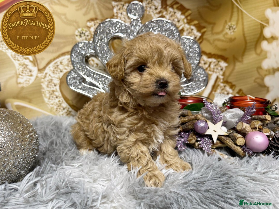 Maltipoo dogs for sale: Adorable maltipoo girl ready now - Advert 9