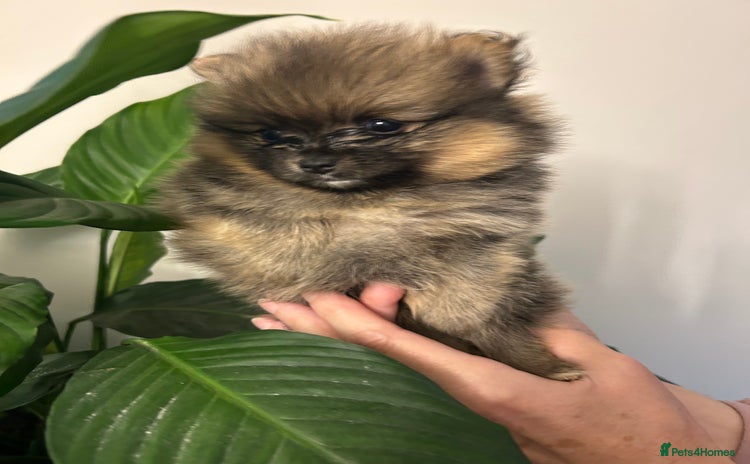 Pomeranian dogs - Advert 1