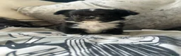 Chihuahua dogs for sale: Beautiful chihuahua puppies  - Advert 15