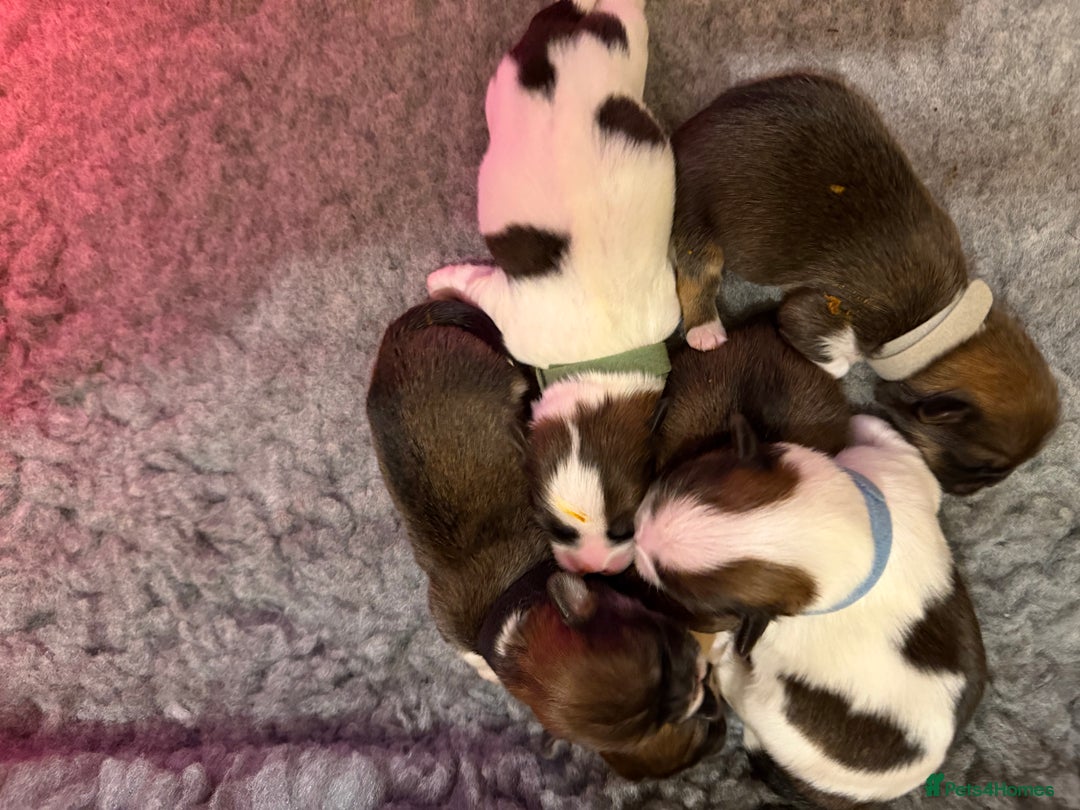 Lhasa Apso dogs for sale: RKC registered puppy boys - Advert 3