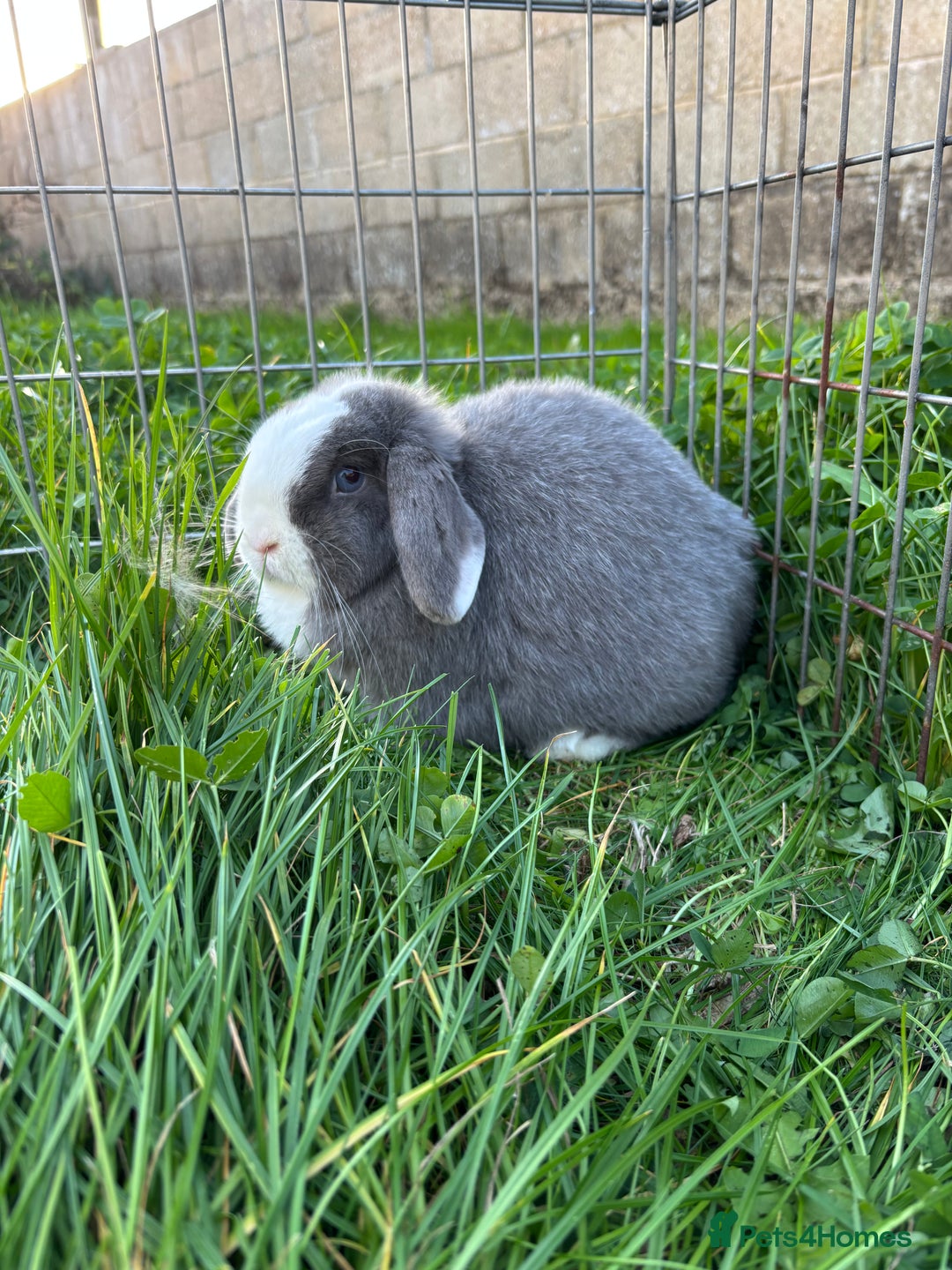 Mini Lop rabbits for sale: Adorable Mini Lop Babies for Sale - Advert 6