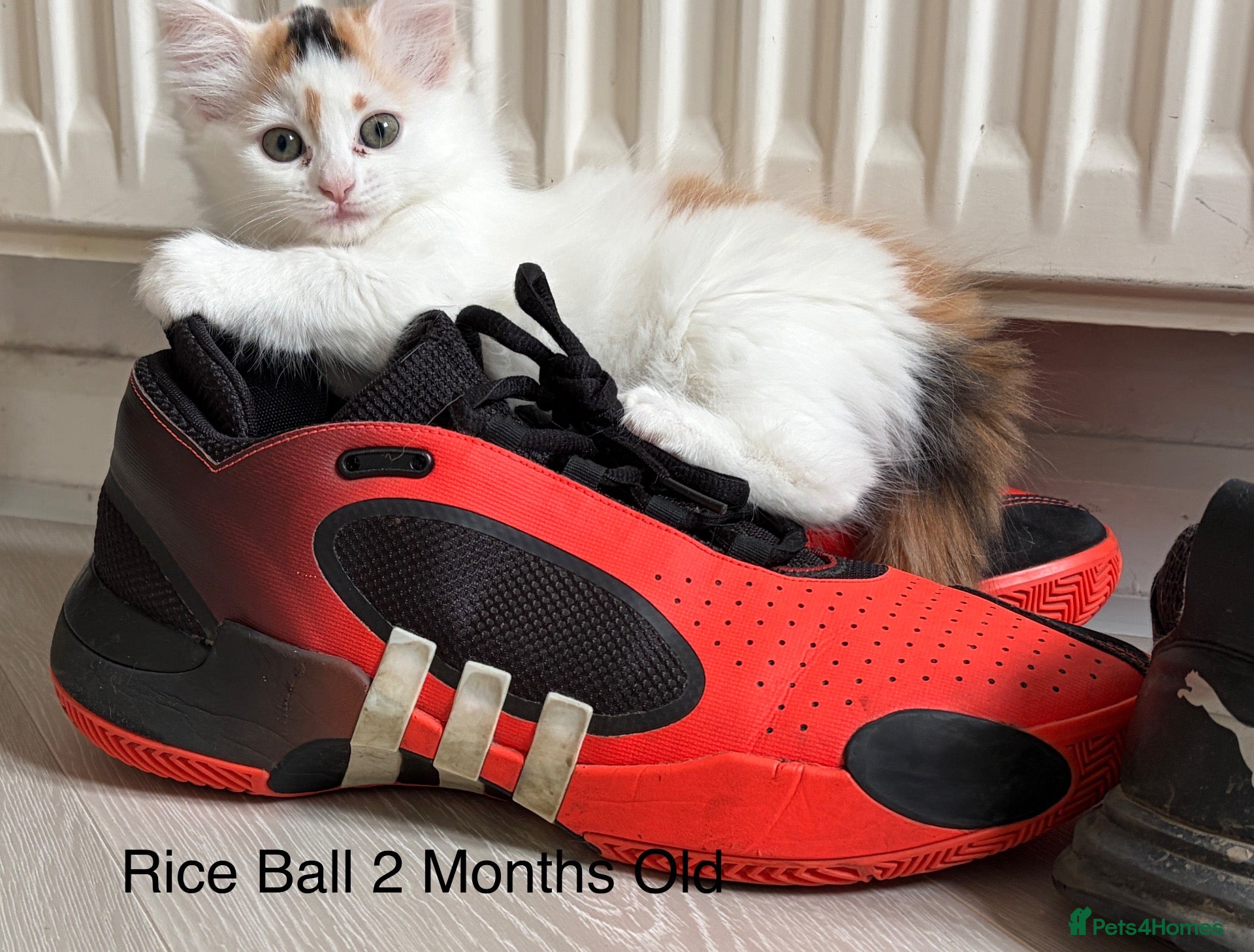 Mixed Breed cats Bobtail Ragdoll kittens - Advert 1