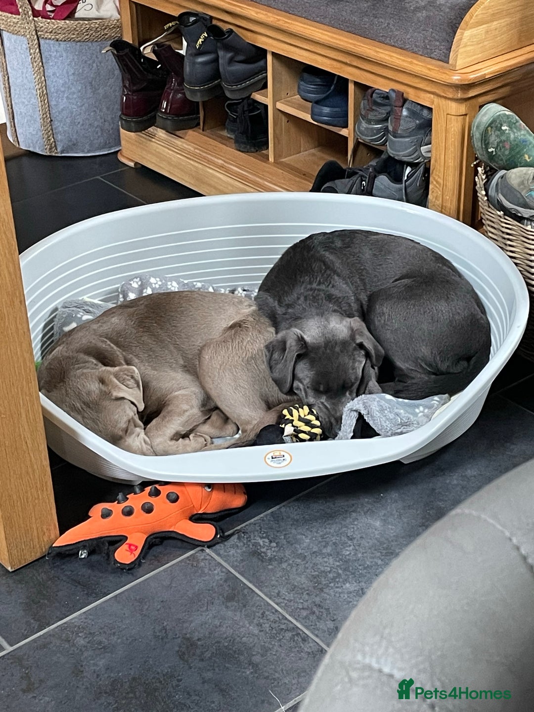 Labrador Retriever dogs for sale: Beautiful Berti  - Image 7