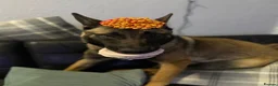 Belgian Shepherd Dog dogs for sale: Belgium Malinois - Advert 19