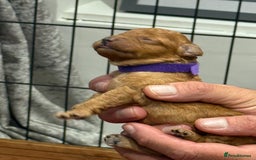 Cavapoo dogs for sale: 8 x cavapoo F1B puppies  - Advert 7