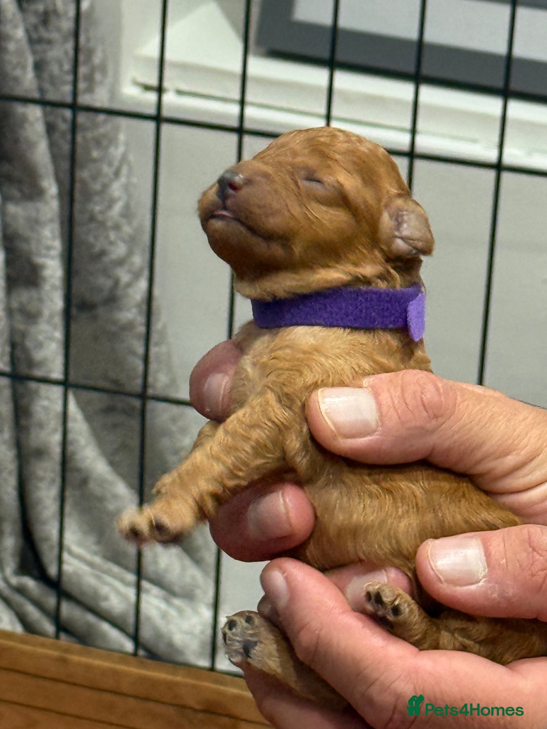 Cavapoo dogs for sale: 8 x cavapoo F1B puppies  - Advert 7