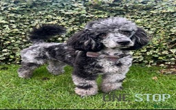 Cockapoo dogs for sale: F1 cockapoo puppies  - Image 10