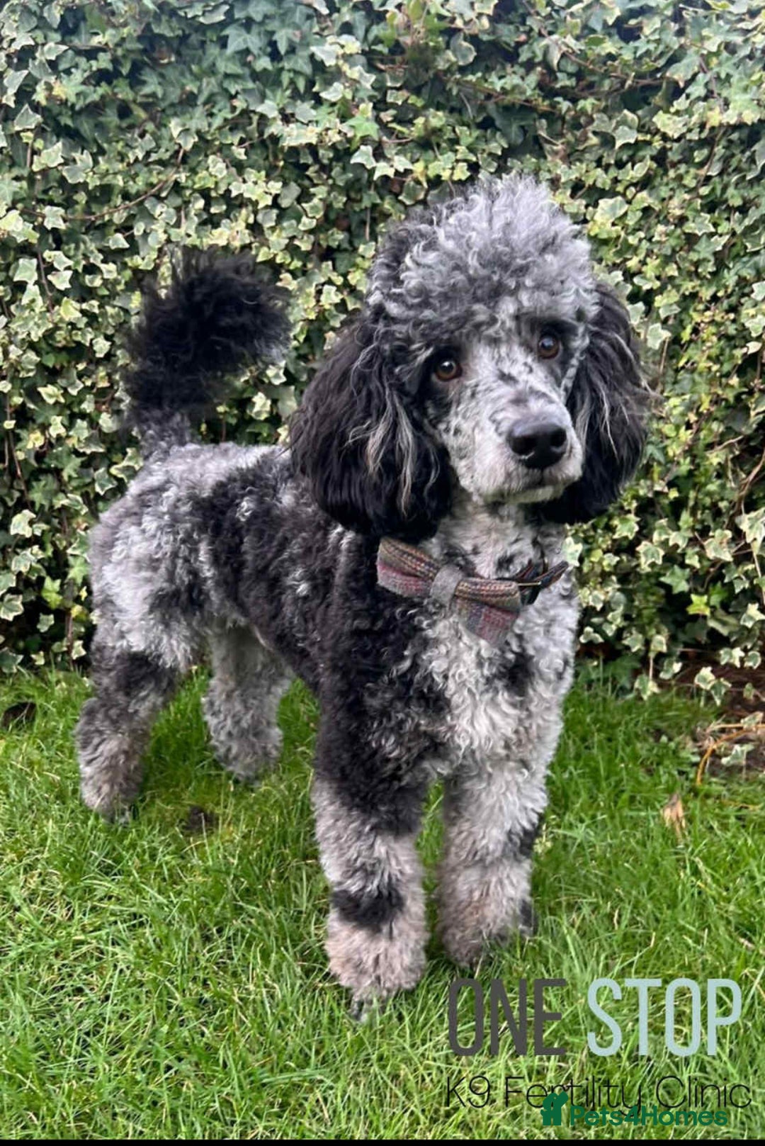 Cockapoo dogs for sale: F1 cockapoo puppies  - Image 10