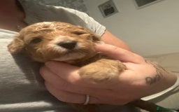 Cockapoo dogs for sale: Cockapoo puppies  - Image 8