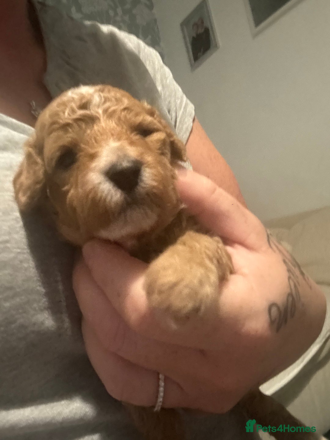 Cockapoo dogs for sale: Cockapoo puppies  - Image 8