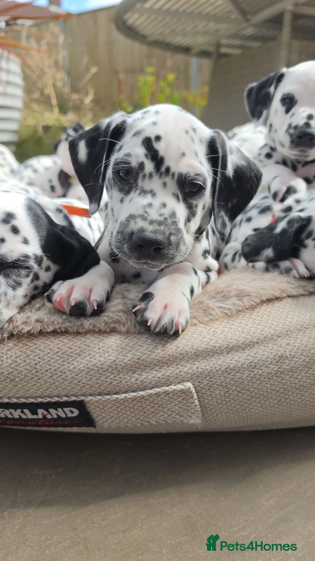 Dalmatian dogs for sale: Dalmatian pups BAER+/+*Ready 24th April** - Advert 2