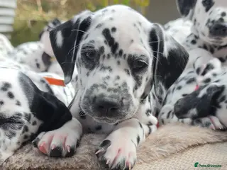 Dalmatian dogs Dalmatian puppies *Ready to leave 24th April** - Advert 3
