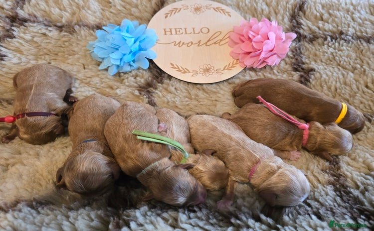 Cockapoo dogs - Advert 4