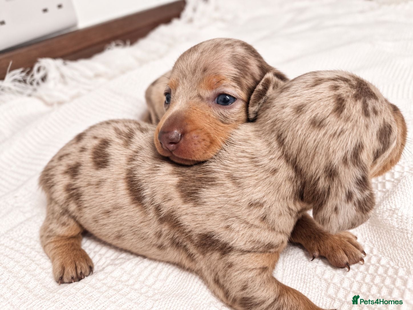 Miniature Dachshund dogs Beautiful daschund babys ❤️❤️ - Advert 15