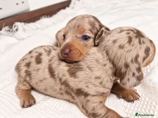 Miniature Dachshund dogs Beautiful daschund babys ❤️❤️ - Advert 15