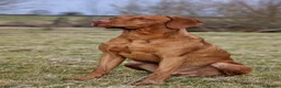 Hungarian Vizsla dogs for stud: Hungarian Vizsla Stud Dog, Very Experienced in Leominster - Advert 9