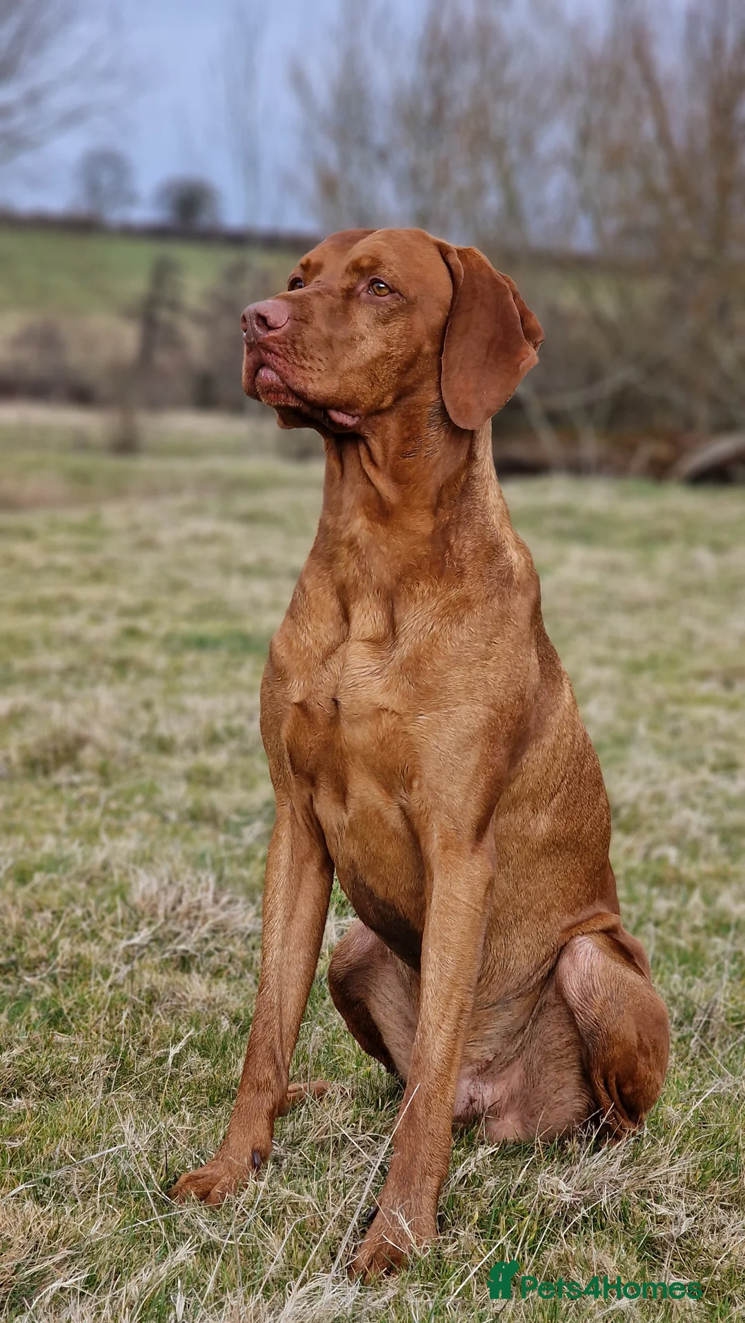 Hungarian Vizsla dogs for stud: Hungarian Vizsla Stud Dog, Very Experienced in Leominster - Advert 9