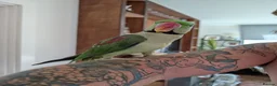 Ringnecks birds for sale: Alexander ringneck  in London - Advert 1