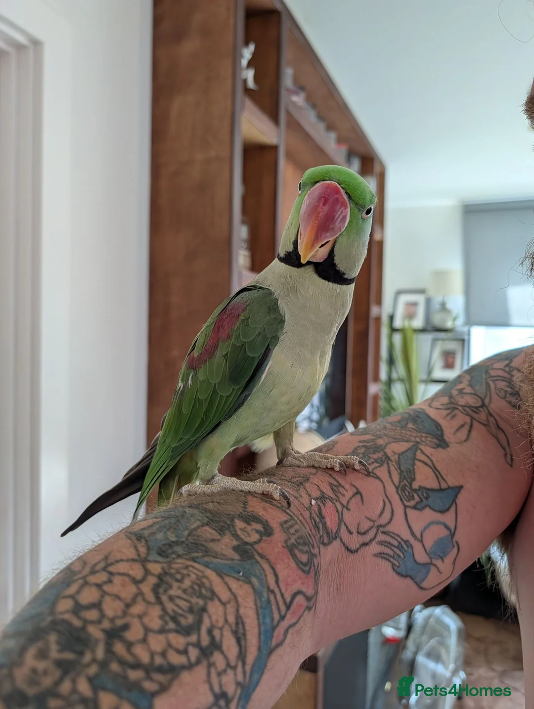 Ringnecks birds for sale: Alexander ringneck  in London - Advert 1