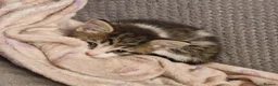 Mixed Breed cats for sale: Beautiful litter of kittens (READY NOW) - Advert 10