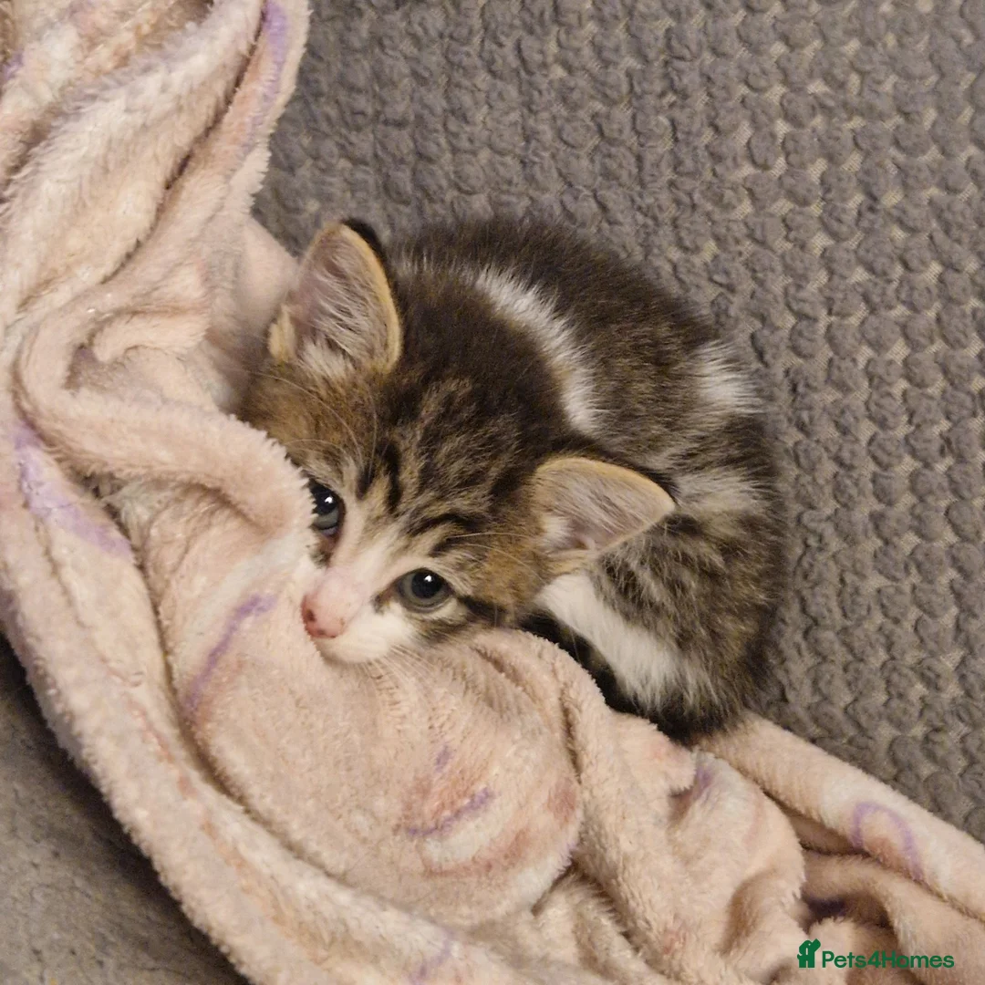 Mixed Breed cats for sale: Beautiful litter of kittens (READY NOW) - Advert 10