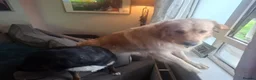 Mixed Breed dogs for sale: Gorgeous girl needs loving home  - Advert 3