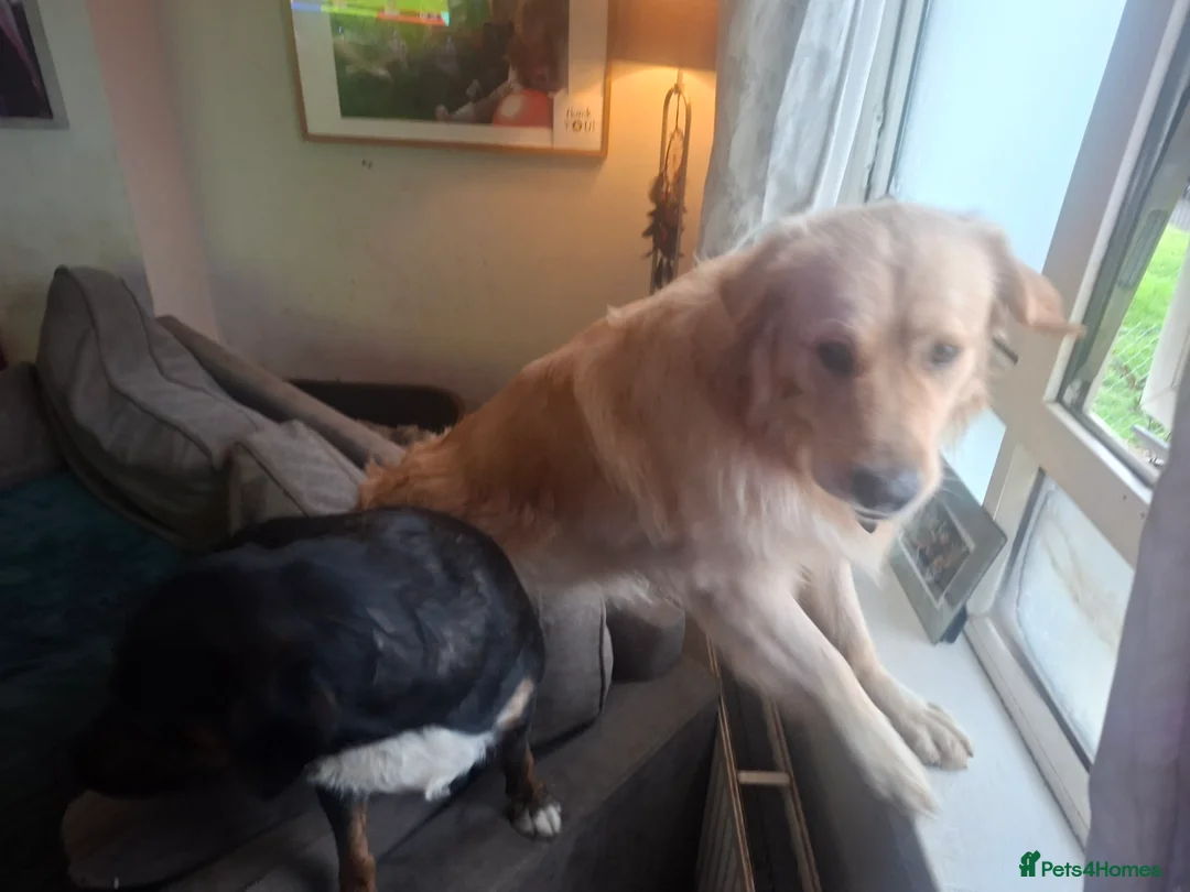 Mixed Breed dogs for sale: Gorgeous girl needs loving home  - Advert 3
