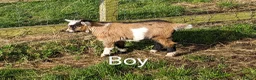 Goats livestock for sale: Pedigree Billy Goat - Advert 8